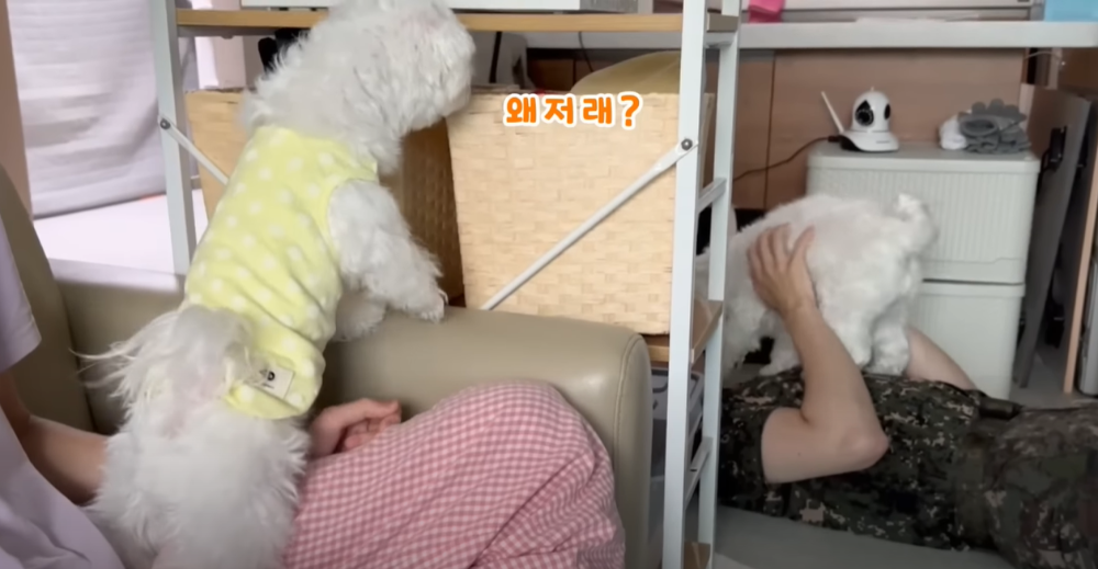 오빠 군대간 줄 모르고 밤새 기다리던 강아지네 오빠 드디어 첫 휴가.jpg | 인스티즈