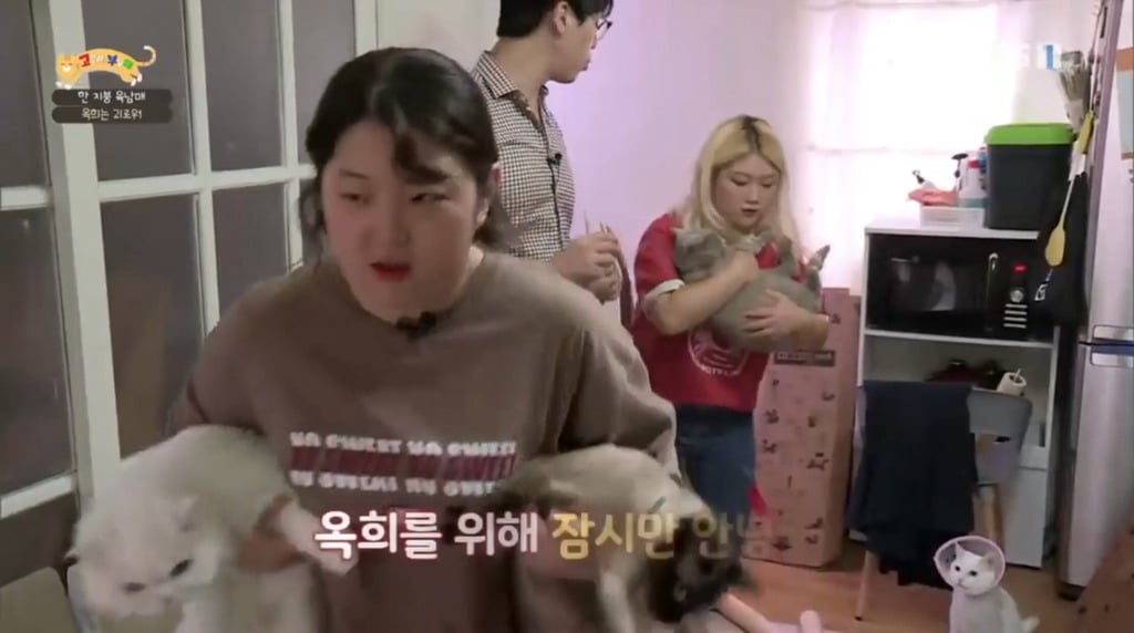 [고부해] 다묘가정의 흔한 실수.jpg | 인스티즈