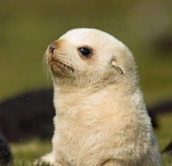 생후 5일 된 아기 물개. jpg | 인스티즈