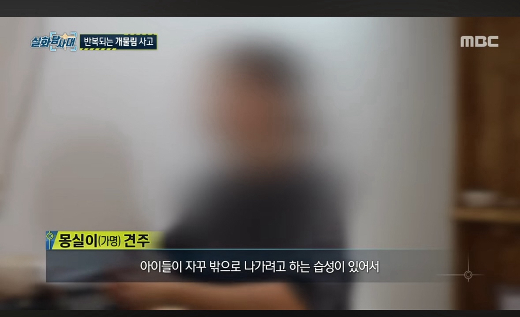 개물림 사고 낸 인플루언서견 : 유기견이니까 탈출해서 공격하고 싶은 본능이 있는 것, 다 못막는다(어제 방송에서 인터뷰함) | 인스티즈