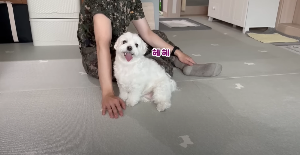 오빠 군대간 줄 모르고 밤새 기다리던 강아지네 오빠 드디어 첫 휴가.jpg | 인스티즈