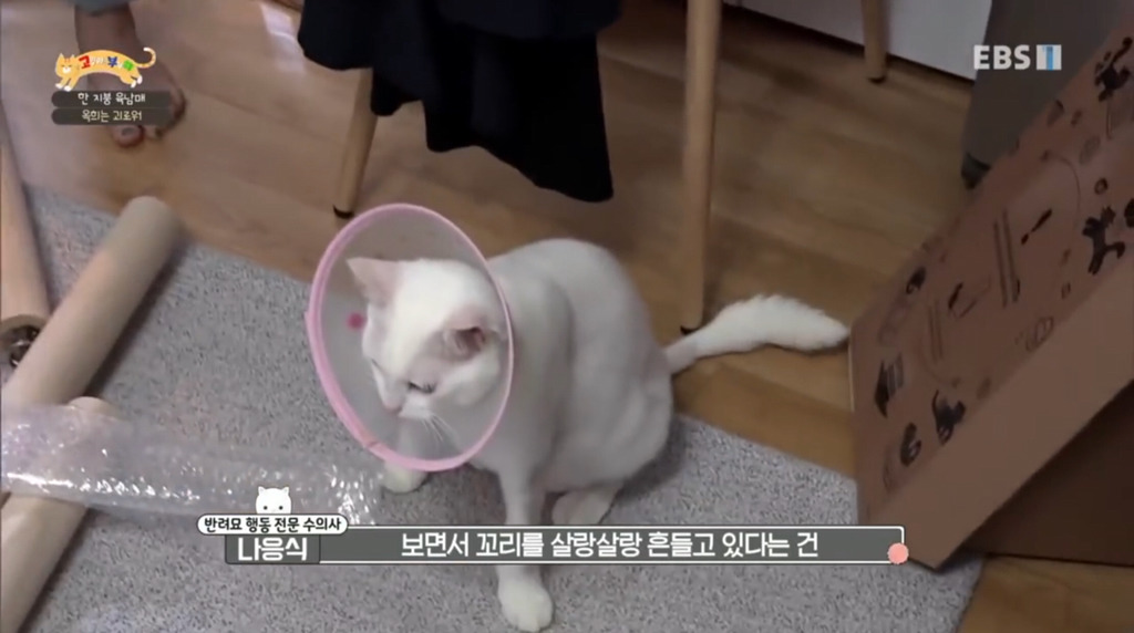 [고부해] 다묘가정의 흔한 실수.jpg | 인스티즈