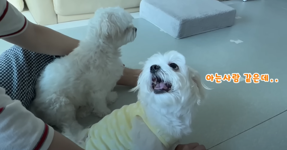 오빠 군대간 줄 모르고 밤새 기다리던 강아지네 오빠 드디어 첫 휴가.jpg | 인스티즈