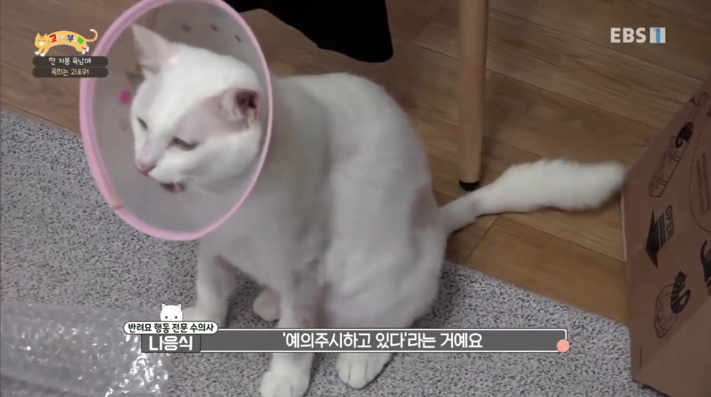 [고부해] 다묘가정의 흔한 실수.jpg | 인스티즈