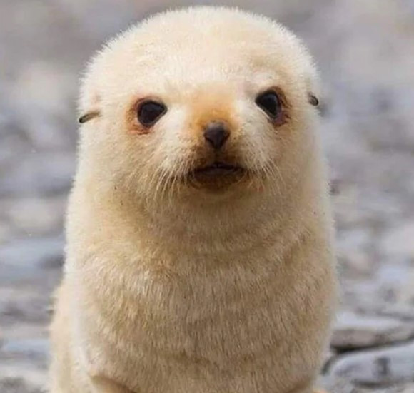 생후 5일 된 아기 물개. jpg | 인스티즈