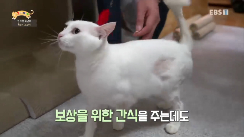 [고부해] 다묘가정의 흔한 실수.jpg | 인스티즈