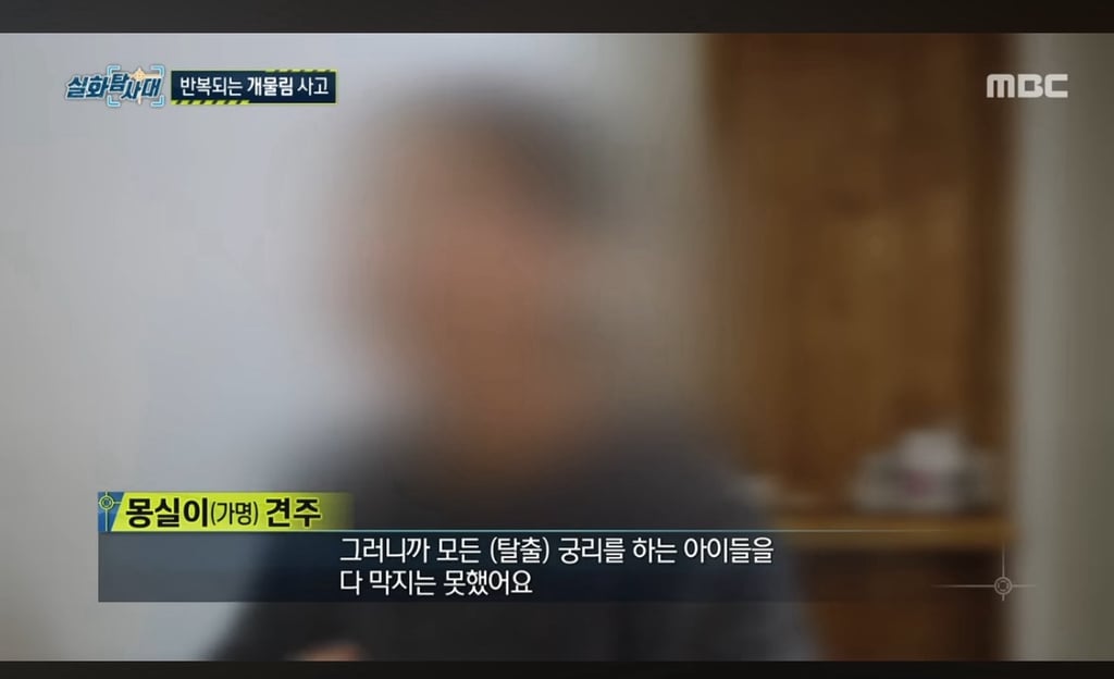 개물림 사고 낸 인플루언서견 : 유기견이니까 탈출해서 공격하고 싶은 본능이 있는 것, 다 못막는다(어제 방송에서 인터뷰함) | 인스티즈