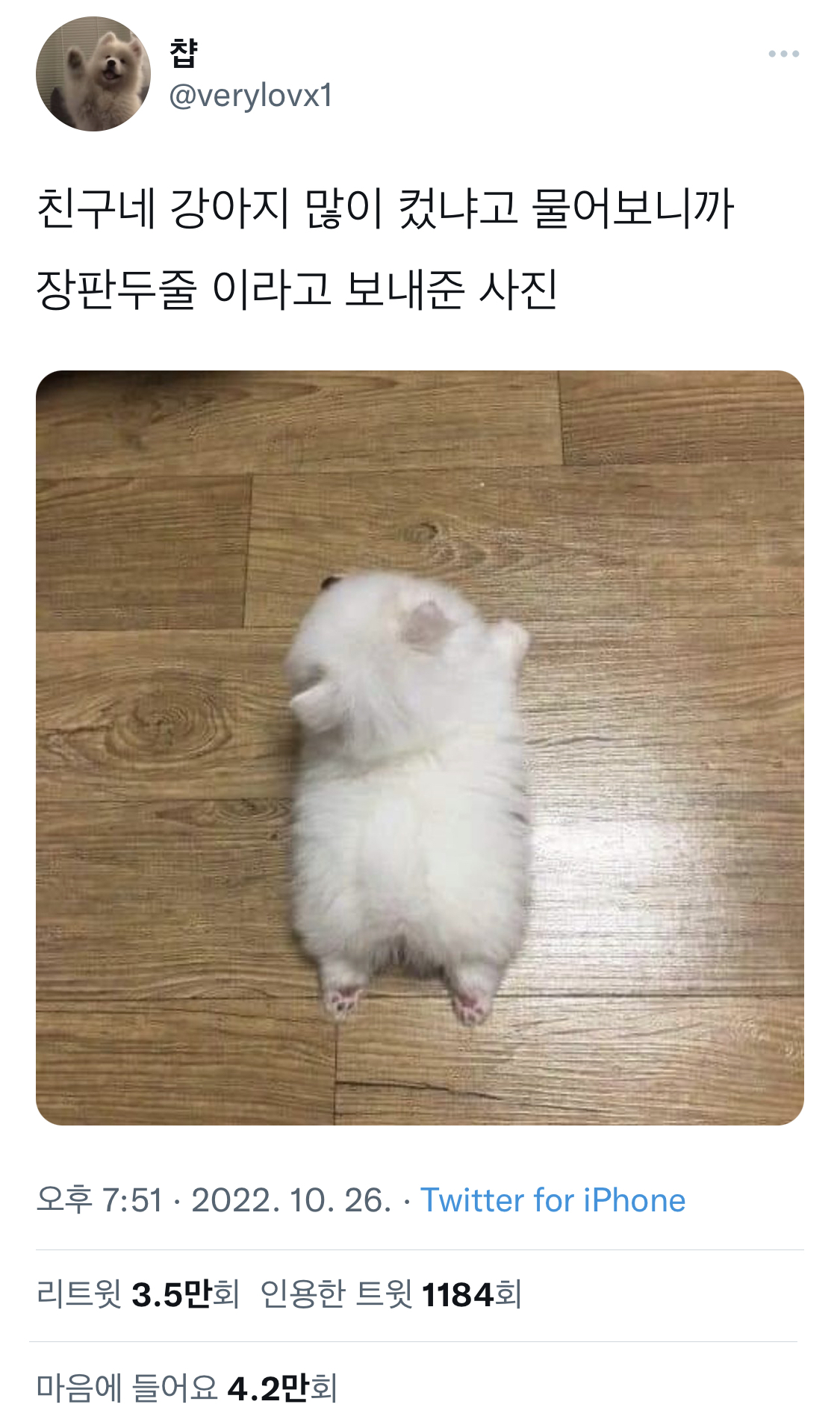 친구네 강아지 많이 컸냐고 물어보니까 장판 두줄 이라고 보내준 사진 | 인스티즈