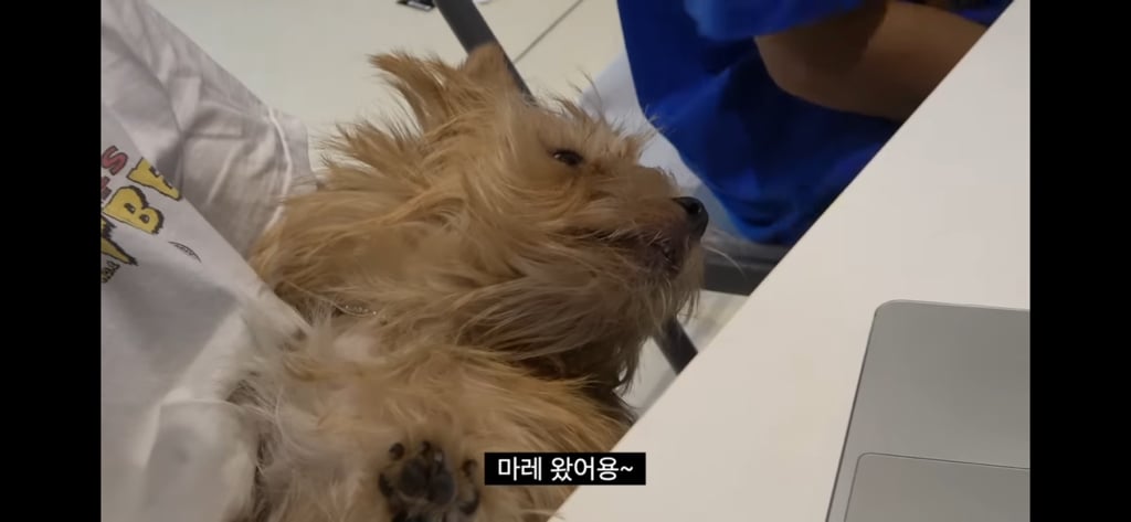 요즘 빠더너스 채널에 자주 등장하는 브리더통해서 임보(?)중인 강아지 마레 | 인스티즈