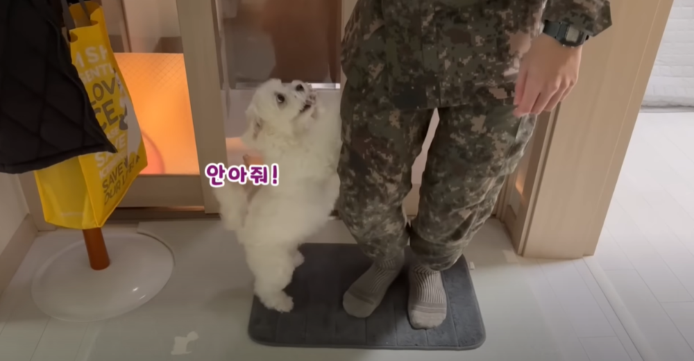 오빠 군대간 줄 모르고 밤새 기다리던 강아지네 오빠 드디어 첫 휴가.jpg | 인스티즈