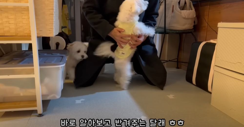 오빠 군대간 줄 모르고 밤새 기다리던 강아지네 오빠 드디어 첫 휴가.jpg | 인스티즈