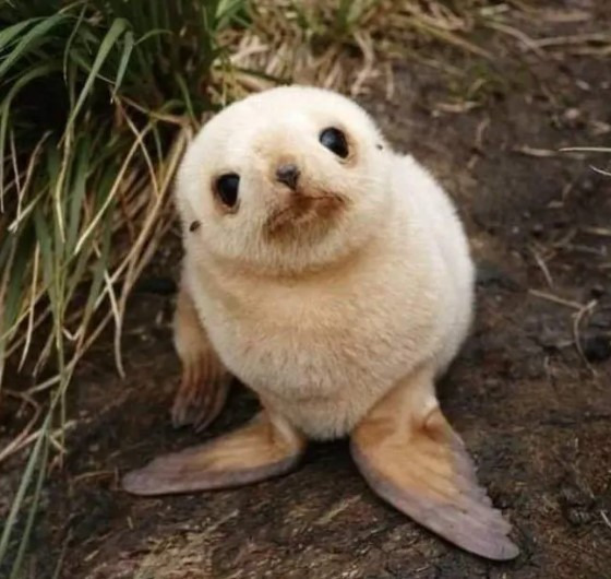 생후 5일 된 아기 물개. jpg | 인스티즈