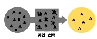드디어 밝혀진 네덜란드 사람들이 키 큰이유 | 인스티즈