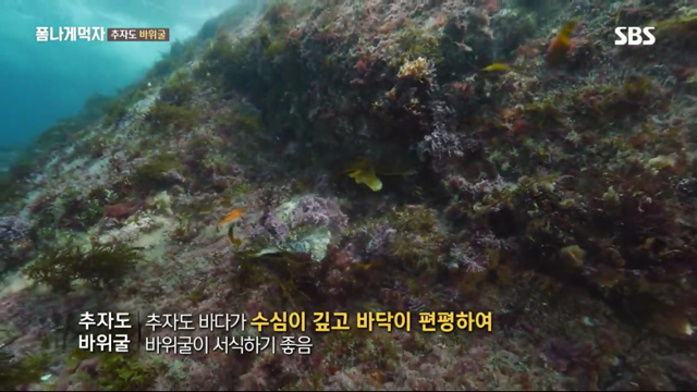추자도 바위굴 먹는 트와이스 정연X다현.jpg | 인스티즈