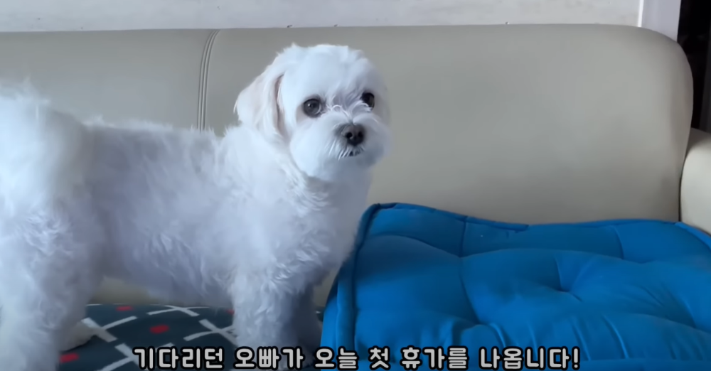오빠 군대간 줄 모르고 밤새 기다리던 강아지네 오빠 드디어 첫 휴가.jpg | 인스티즈