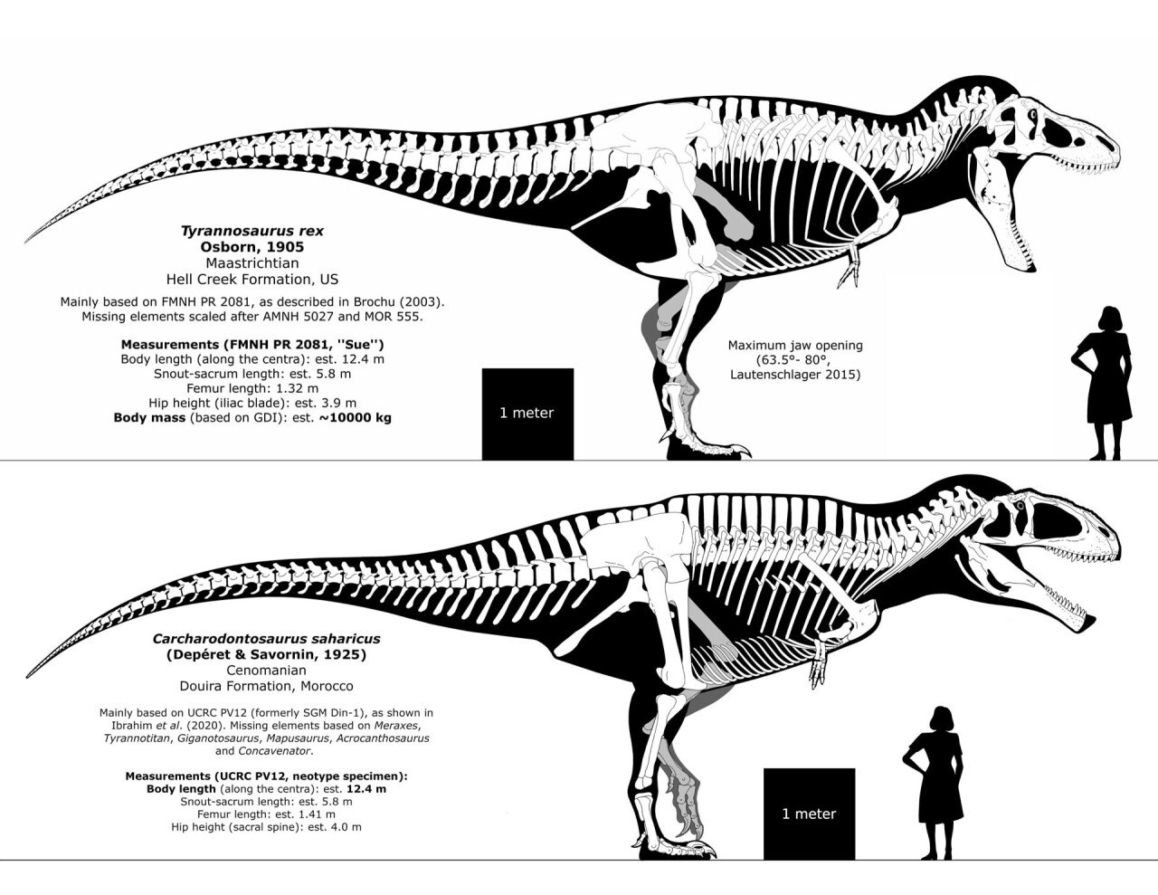 코끼리도 찢어죽일 수 있는 아프리카 최강의 포식자 | 인스티즈