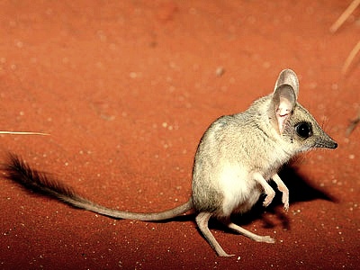 당신이 처음 봤을 수도 있는 희귀동물들 50종 | 인스티즈