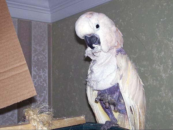 아름답고 자존감 높아 보이는 앵무새의 진실 (혐오주의) | 인스티즈