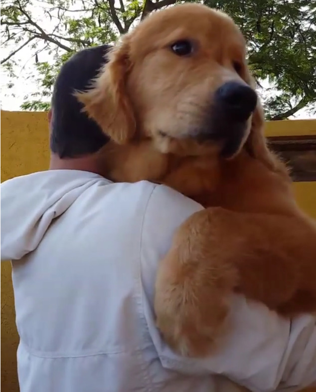 대형견은 몸집이 커져도 늘 자신이 아기라고 생각해요.jpg (feat. 왕 인절미) | 인스티즈