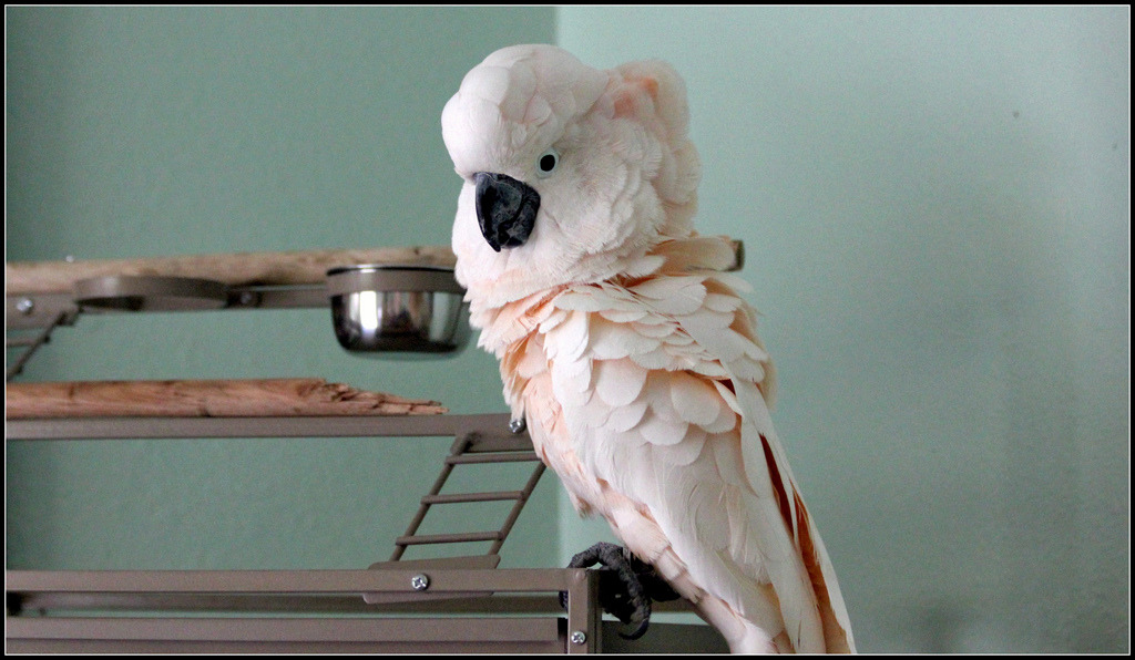 아름답고 자존감 높아 보이는 앵무새의 진실 (혐오주의) | 인스티즈