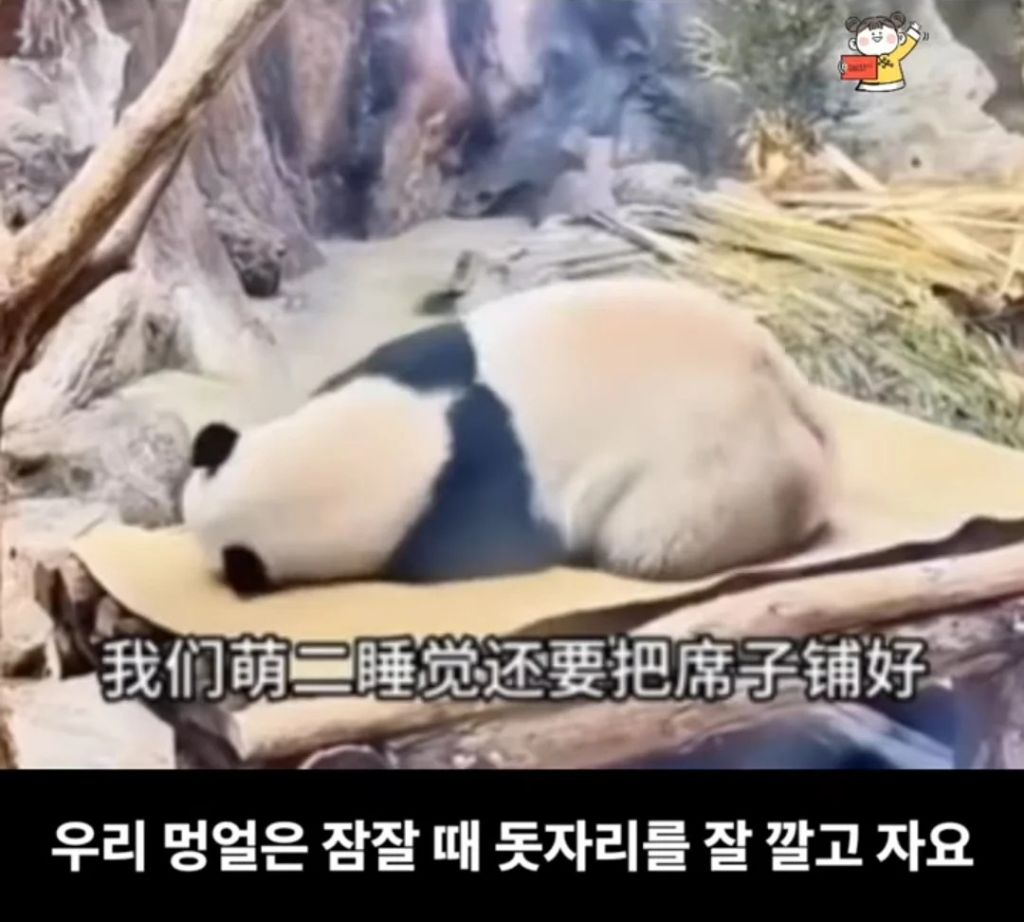 군인출신 사육사한테서 자랐다는 판다🐼ㅋㅋㅋㅋㅋㅋ | 인스티즈