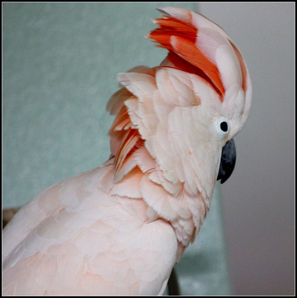 아름답고 자존감 높아 보이는 앵무새의 진실 (혐오주의) | 인스티즈