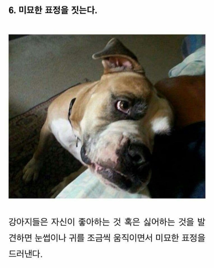 강아지가 당신을 좋아할때 하는 행동 . JPG | 인스티즈