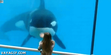 범고래가 얼마나 똑똑한 애들인지 알려주는 사건.gif | 인스티즈