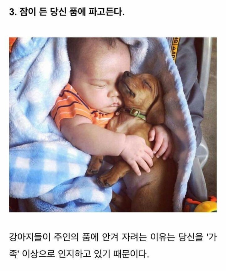 강아지가 당신을 좋아할때 하는 행동 . JPG | 인스티즈