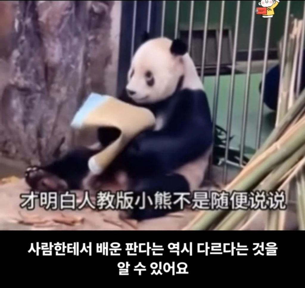 군인출신 사육사한테서 자랐다는 판다🐼ㅋㅋㅋㅋㅋㅋ | 인스티즈