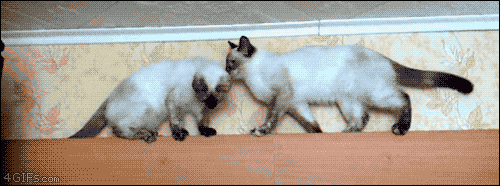 외나무 다리에서 만난 고양이.gif | 인스티즈