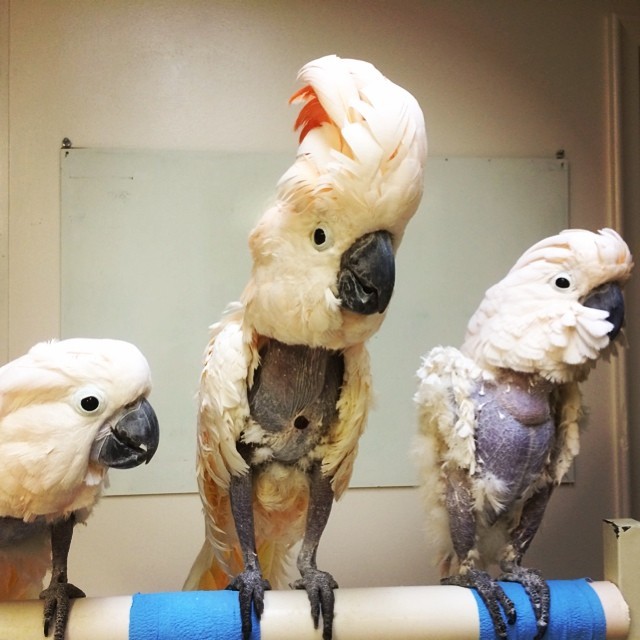 아름답고 자존감 높아 보이는 앵무새의 진실 (혐오주의) | 인스티즈