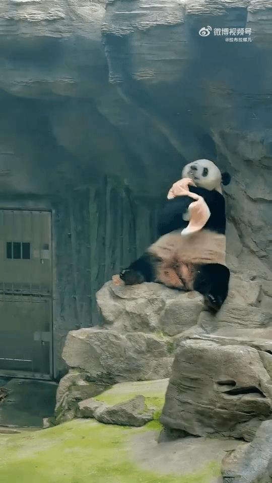 군인출신 사육사한테서 자랐다는 판다🐼ㅋㅋㅋㅋㅋㅋ | 인스티즈