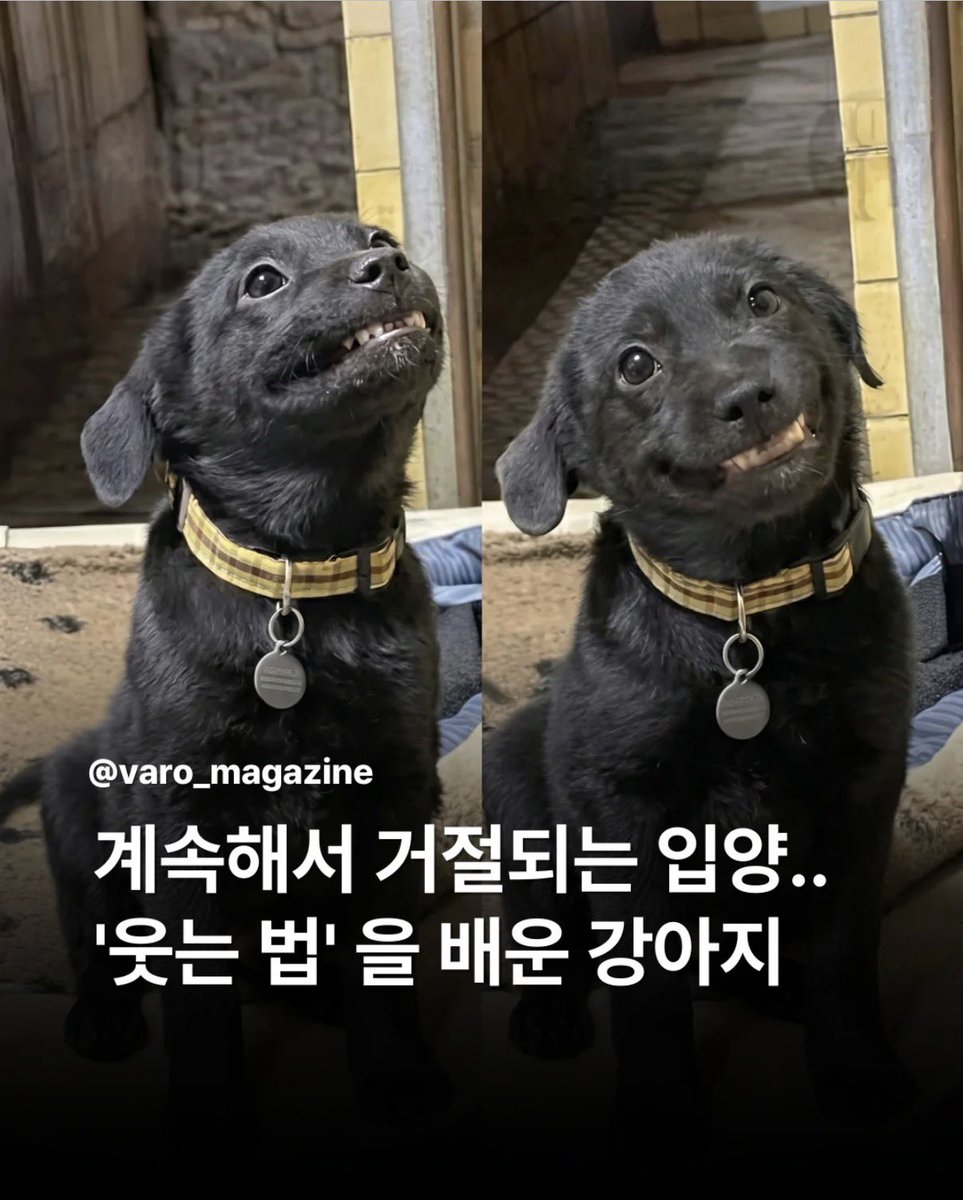 계속해서 거절되는 입양...'웃는 법'을 배운 강아지 | 인스티즈