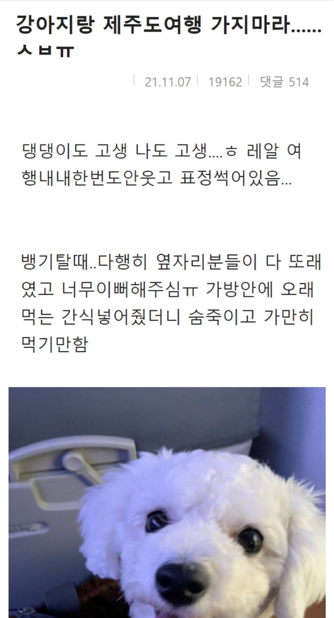 니들은 제주도 강아지랑 가지마라 | 인스티즈