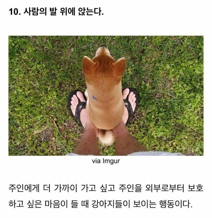 강아지가 당신을 좋아할때 하는 행동 . JPG | 인스티즈