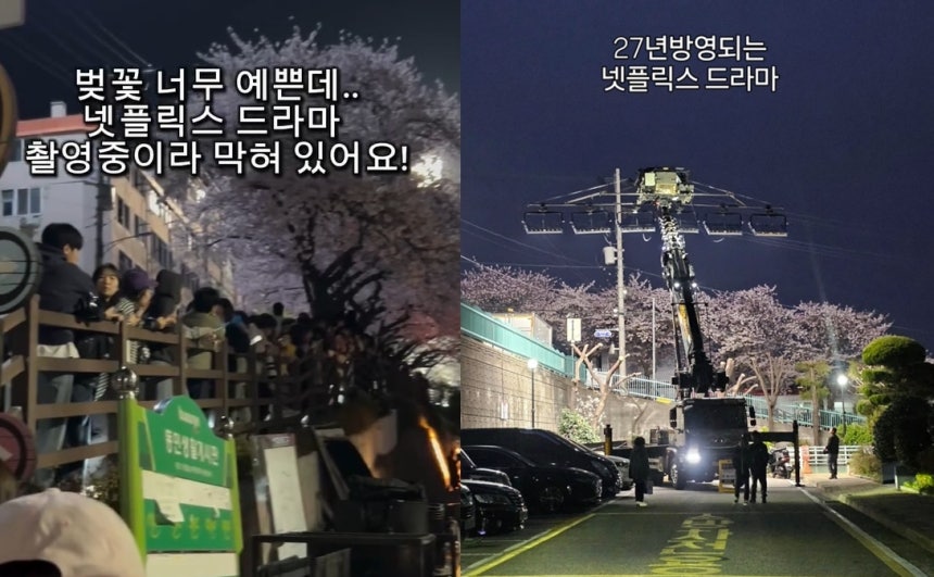 "1년 기다렸는데…" 유명 벚꽃길 막고 넷플릭스 드라마 촬영 | 인스티즈