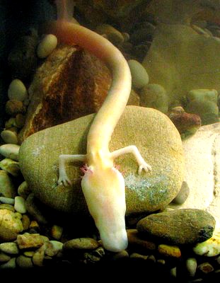 당신이 처음 봤을 수도 있는 희귀동물들 50종 | 인스티즈