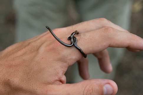 당신이 처음 봤을 수도 있는 희귀동물들 50종 | 인스티즈