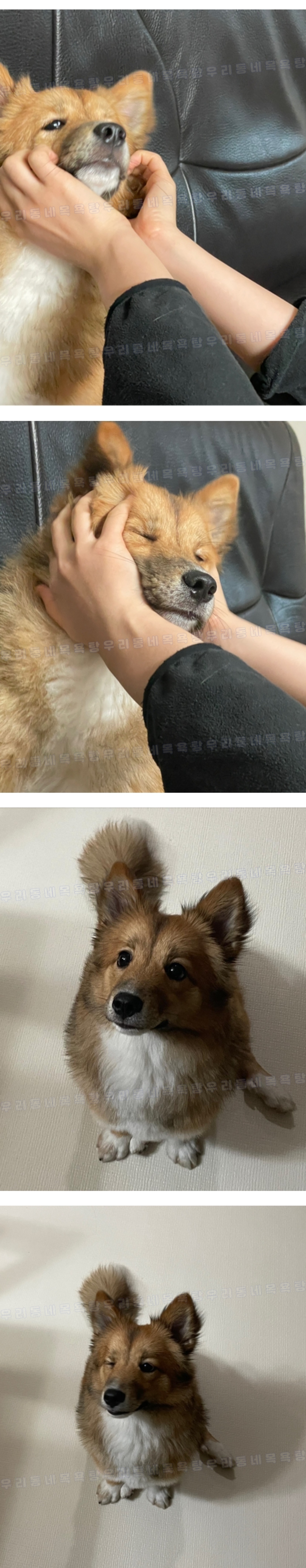 난 우리 강아지가 슈퍼스타됐음 좋겠어 그래서 스트릿출신도 진짜 행복할수있단거 보여주게 | 인스티즈