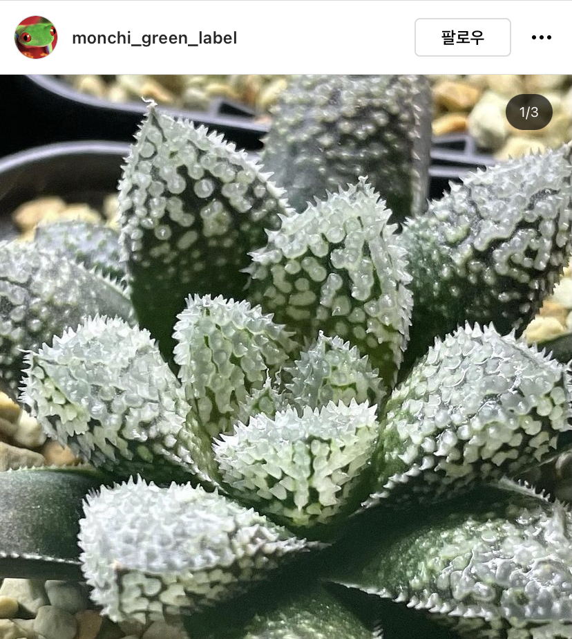 다육이를...먹어보고 싶은 달글 (안먹을거임) | 인스티즈
