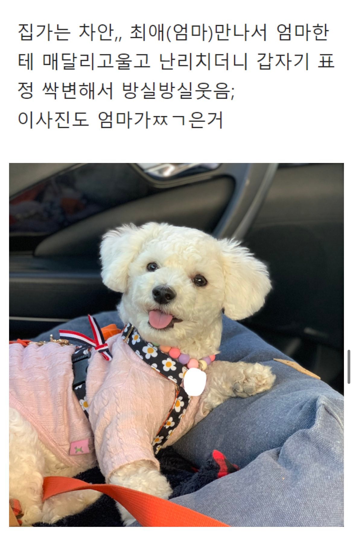 니들은 제주도 강아지랑 가지마라 | 인스티즈