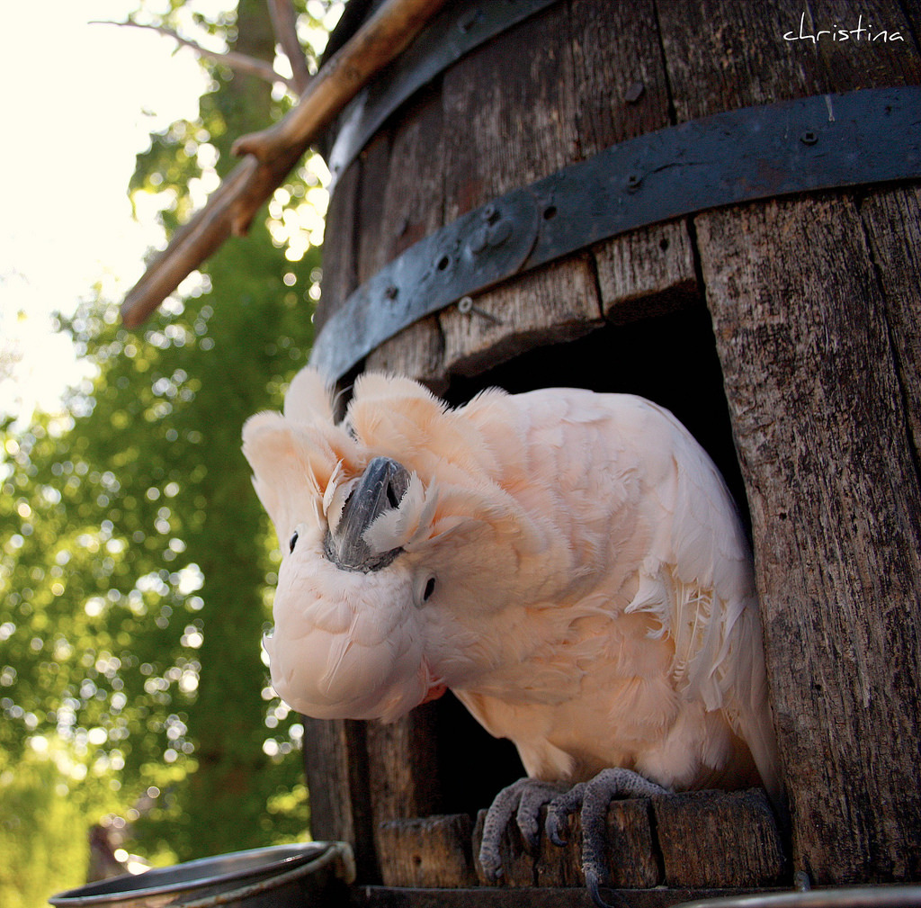 아름답고 자존감 높아 보이는 앵무새의 진실 (혐오주의) | 인스티즈