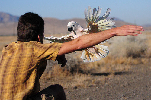 아름답고 자존감 높아 보이는 앵무새의 진실 (혐오주의) | 인스티즈