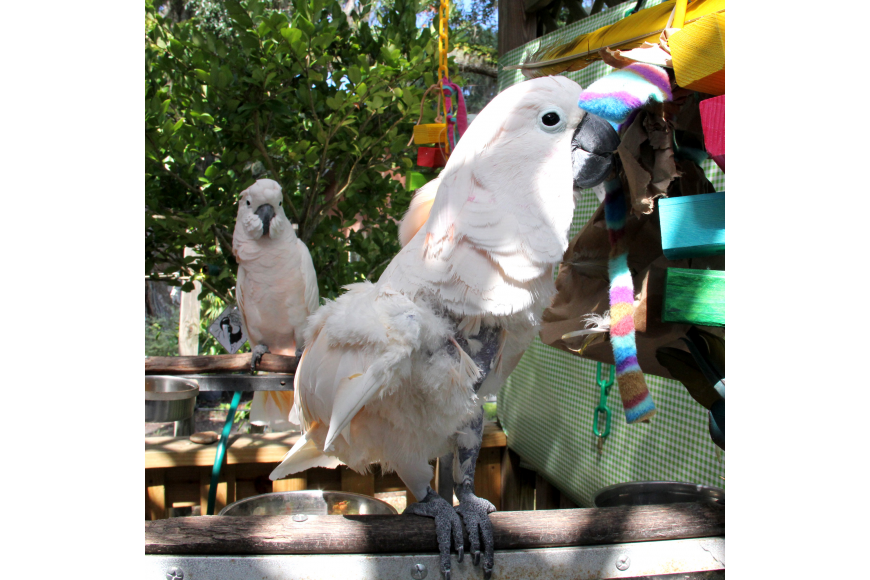 아름답고 자존감 높아 보이는 앵무새의 진실 (혐오주의) | 인스티즈