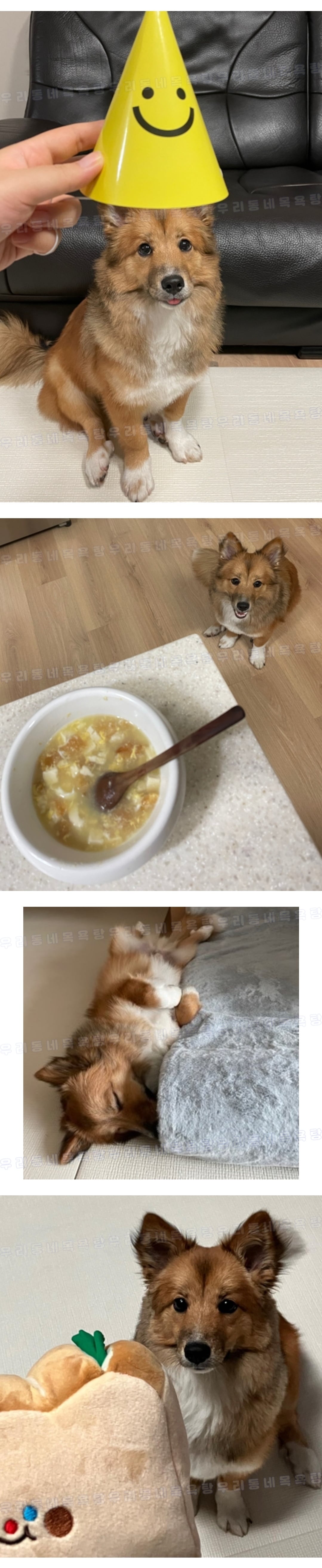 난 우리 강아지가 슈퍼스타됐음 좋겠어 그래서 스트릿출신도 진짜 행복할수있단거 보여주게 | 인스티즈