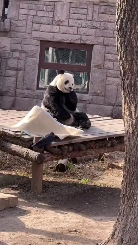 군인출신 사육사한테서 자랐다는 판다🐼ㅋㅋㅋㅋㅋㅋ | 인스티즈