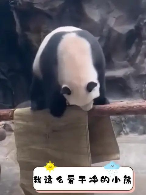 군인출신 사육사한테서 자랐다는 판다🐼ㅋㅋㅋㅋㅋㅋ | 인스티즈