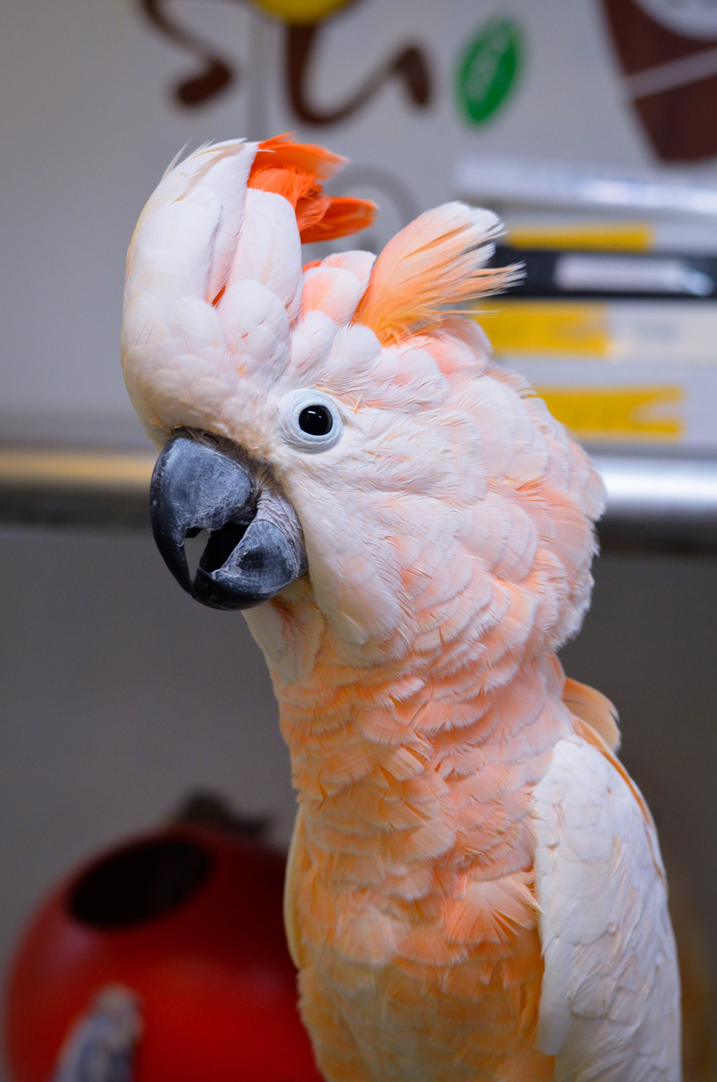 아름답고 자존감 높아 보이는 앵무새의 진실 (혐오주의) | 인스티즈