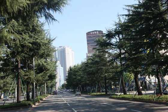 폭염도시로 유명한 대구를 그나마 살만하게 해준 정책.txt | 인스티즈